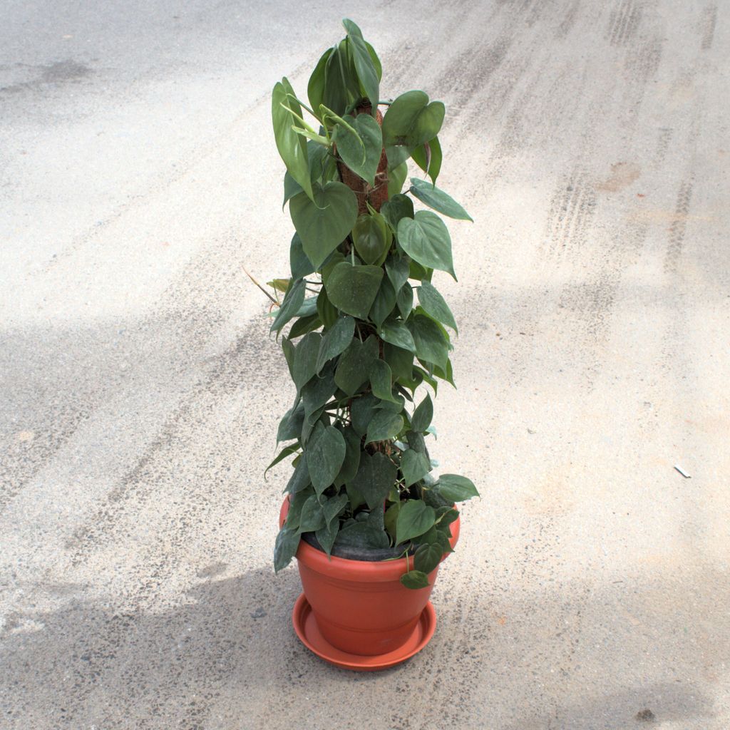 Buy Philodendron Green With 3 Ft Moss Stick in 10 Inch Terracotta Red Classy Plastic Pot Online | Urvann.com Philodendron Green With 3 Ft Moss Stick in 10 Inch Terracotta Red Classy Plastic Pot