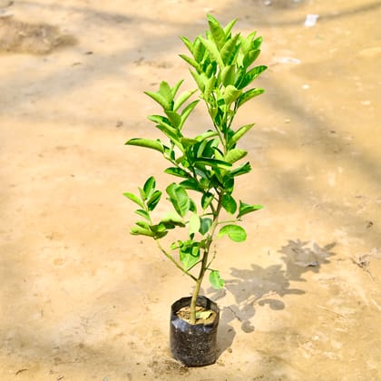 Buy Mosambi / Sweet Lemon in 8 Inch Nursery Bag Online | Urvann.com