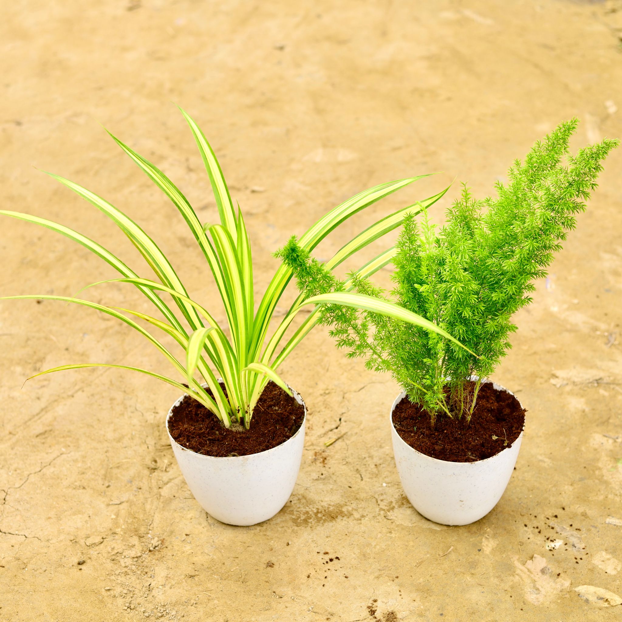 Set Of 2 - Pandanus & Asparagus Mary in 6 Inch White Premium Orchid Round Plastic Pot