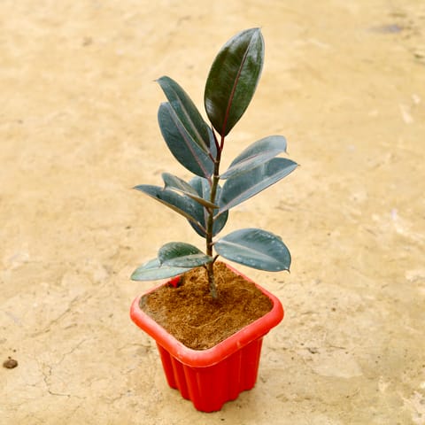 Rubber Plant Black (~1 ft) in 8 Inch Live Fresh Plant Heavy Square Plastic Pot ( any colour) in Karol Bagh
