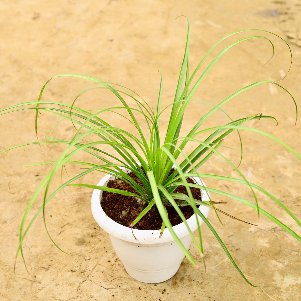 Buy Nolina / Lolina Palm in 10 Inch White Classy Plastic Pot Online | Urvann.com Nolina / Lolina Palm in 10 Inch White Classy Plastic Pot