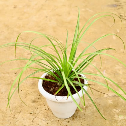 Buy Nolina / Lolina Palm in 10 Inch White Classy Plastic Pot Online | Urvann.com