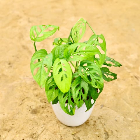 Monstera Broken Heart in 6 Inch White Premium Orchid Round Plastic Pot - Best Exotic Indoor Plant