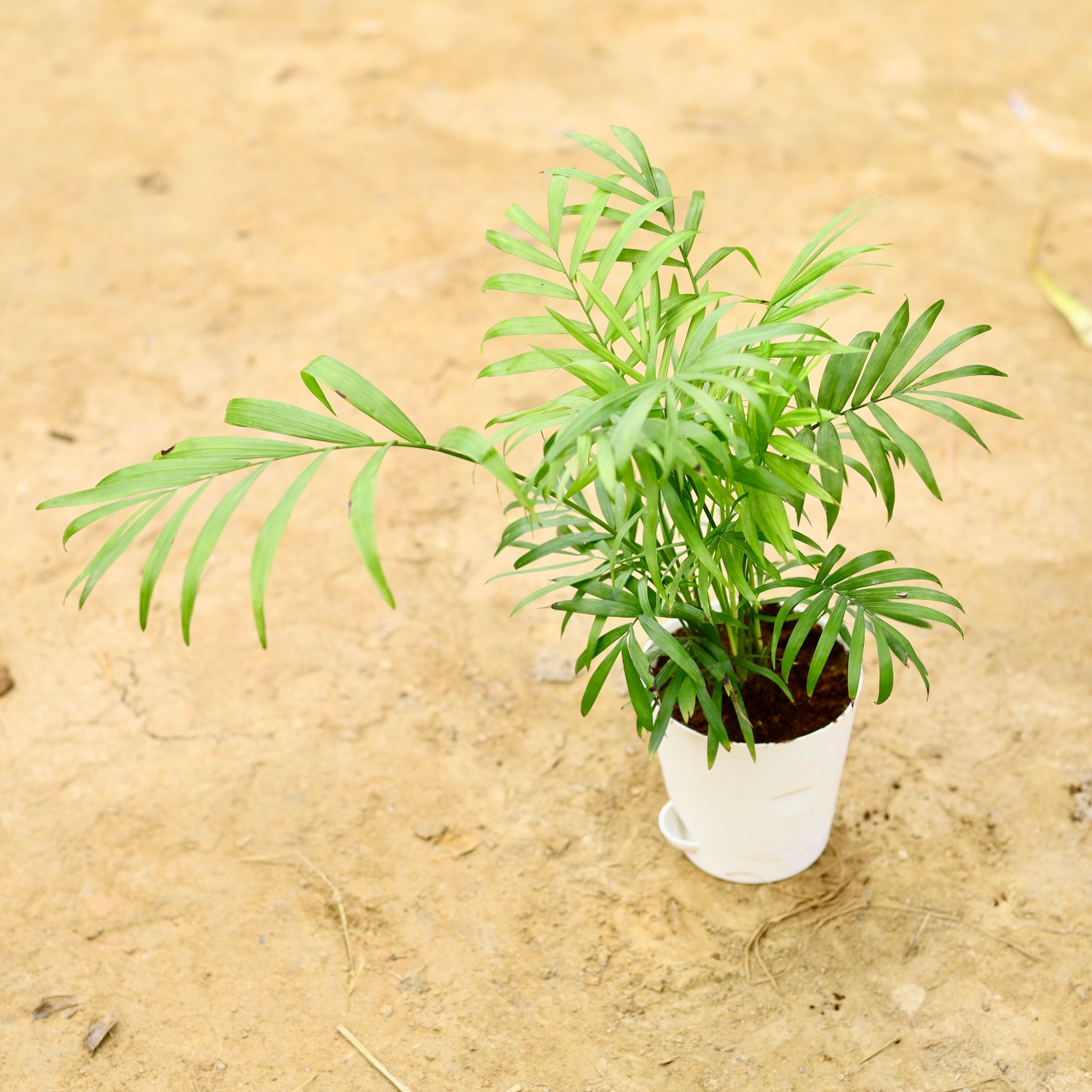 Chameadorea Palm in 4 Inch White Florence Self Watering Pot