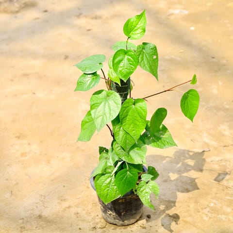 Paan / Betel Leaf in 8 Inch Nursery Pot