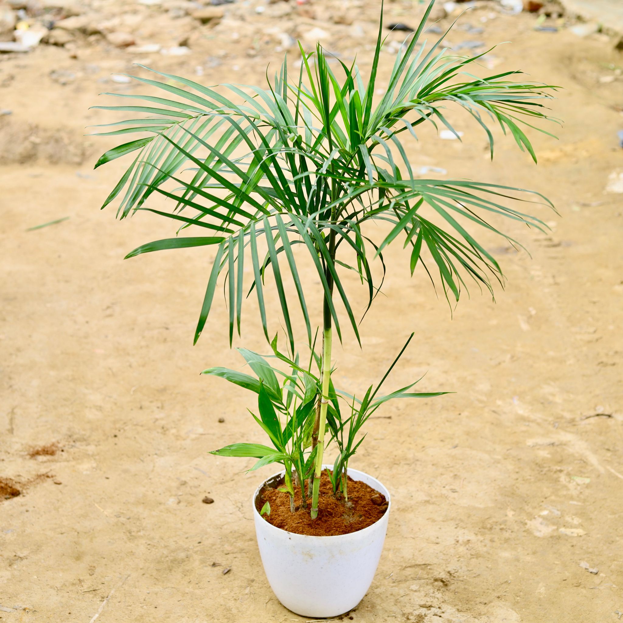 Bamboo Palm (~ 3 Ft) in 10 Inch Premium Orchid Round Plastic Pot (any colour)