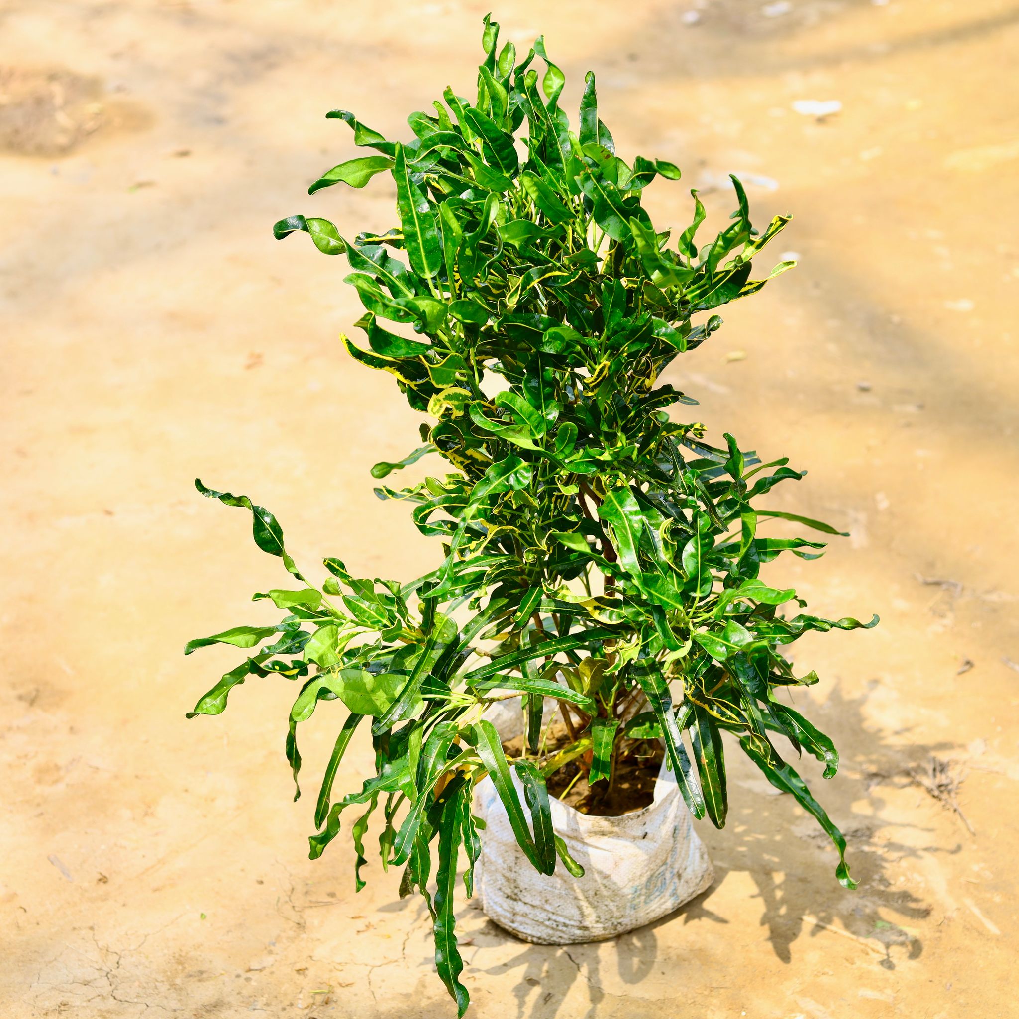 Mother Croton Curly in 10 Inch Nursery Bag