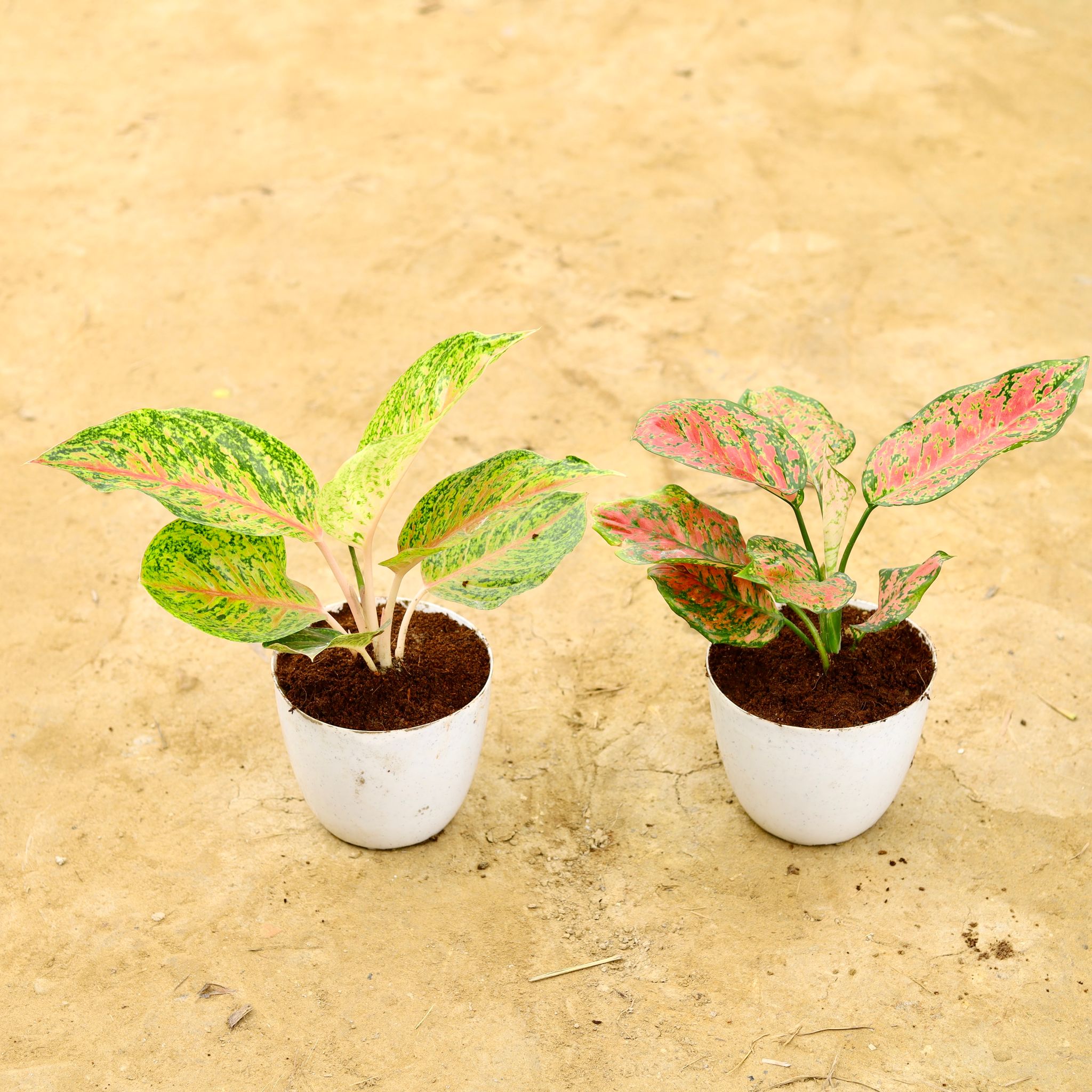 Set Of 2 - Aglaonema Night Sparkle & Pink Dalmatian in 6 Inch White Premium Orchid Round Plastic Pot