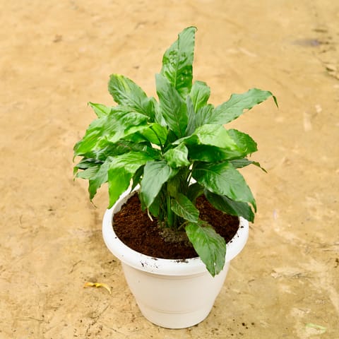 Peace Lily Bushy in 10 Inch White Classy Plastic Pot