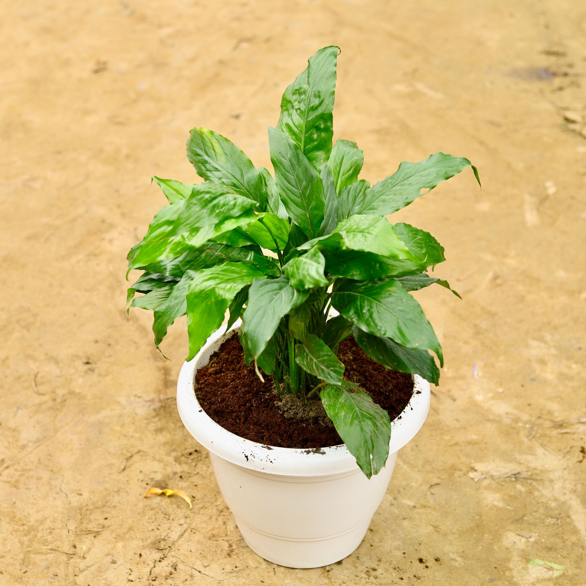 Peace Lily Bushy in 10 Inch White Classy Plastic Pot