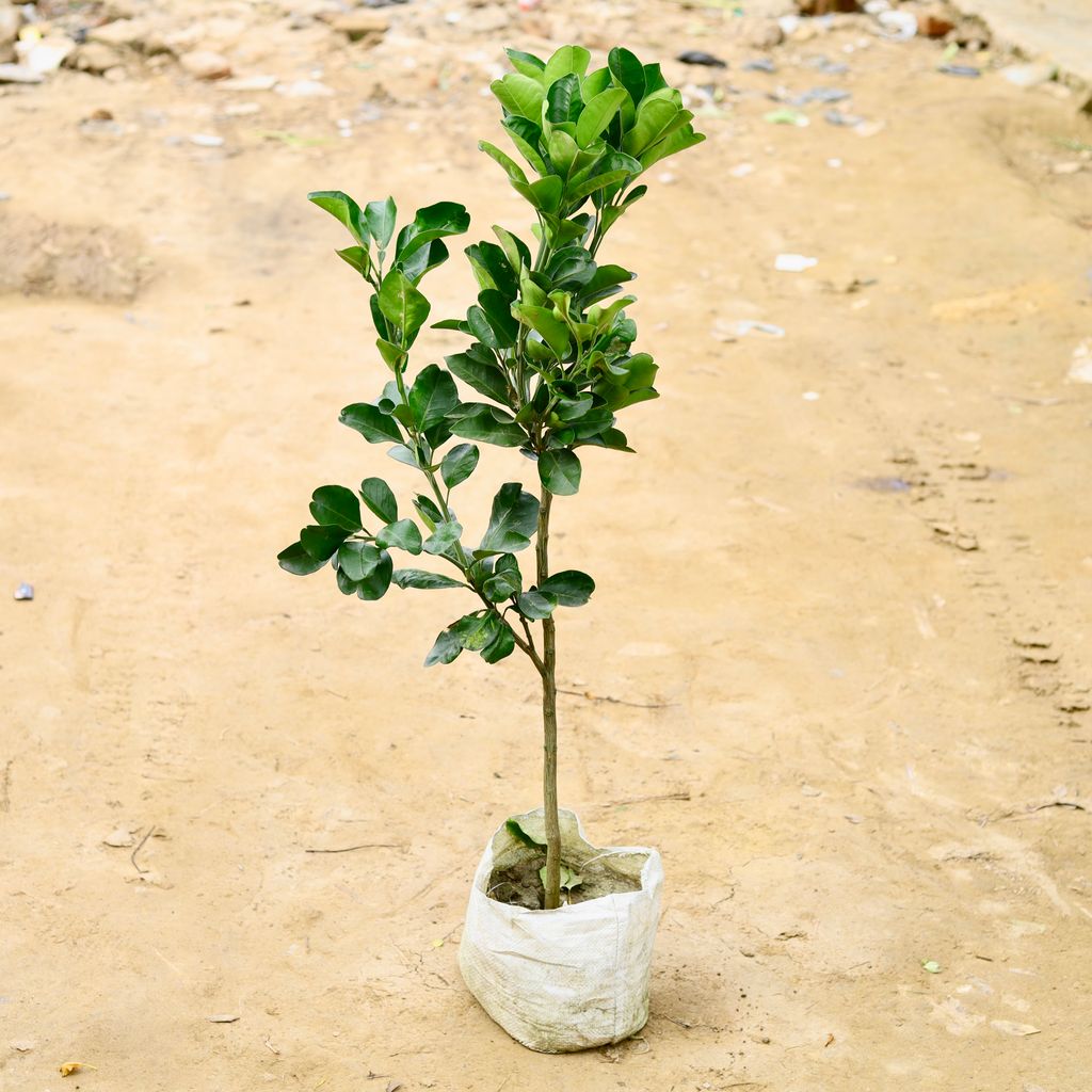 Buy Pomelo / Chakotra Fruit Plant (~ 3-4 Ft) in 10 Inch Nursery Bag Online | Urvann.com Pomelo / Chakotra Fruit Plant (~ 3-4 Ft) in 10 Inch Nursery Bag