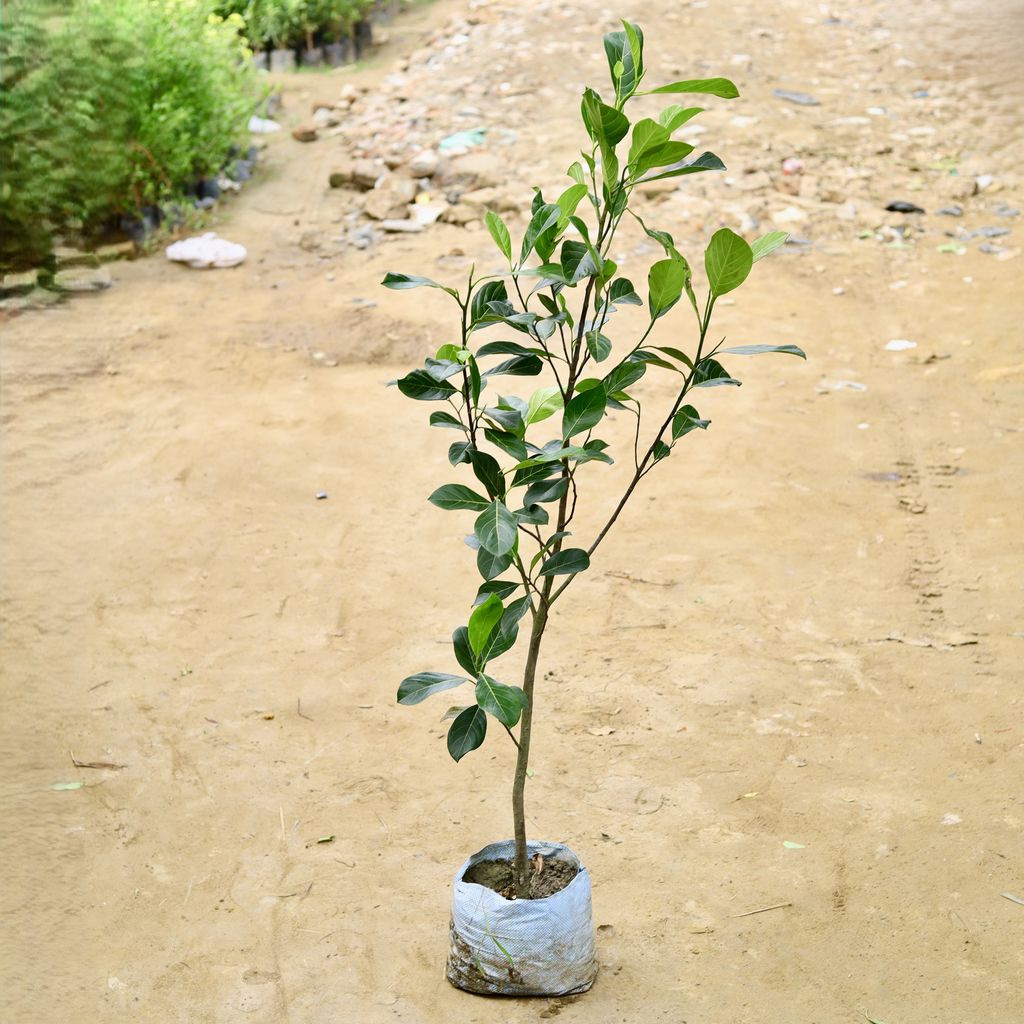 Buy Jack Fruit Grafted / Kathal Plant (~ 4-5 Ft) in 10 Inch Nursery Bag Online | Urvann.com Jack Fruit Grafted / Kathal Plant (~ 4-5 Ft) in 10 Inch Nursery Bag