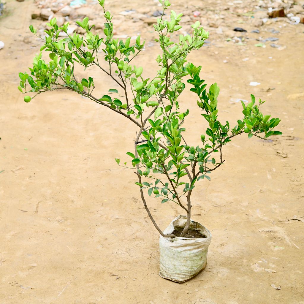 Buy Kagzi Lemon / Nimbu (4 Years Old) (~ 4-5 Ft) in 10 Inch Nursery Bag Online | Urvann.com Kagzi Lemon / Nimbu (4 Years Old) (~ 4-5 Ft) in 10 Inch Nursery Bag