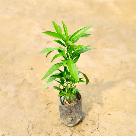 Sukh Shanti in 4 Inch Nursery Bag