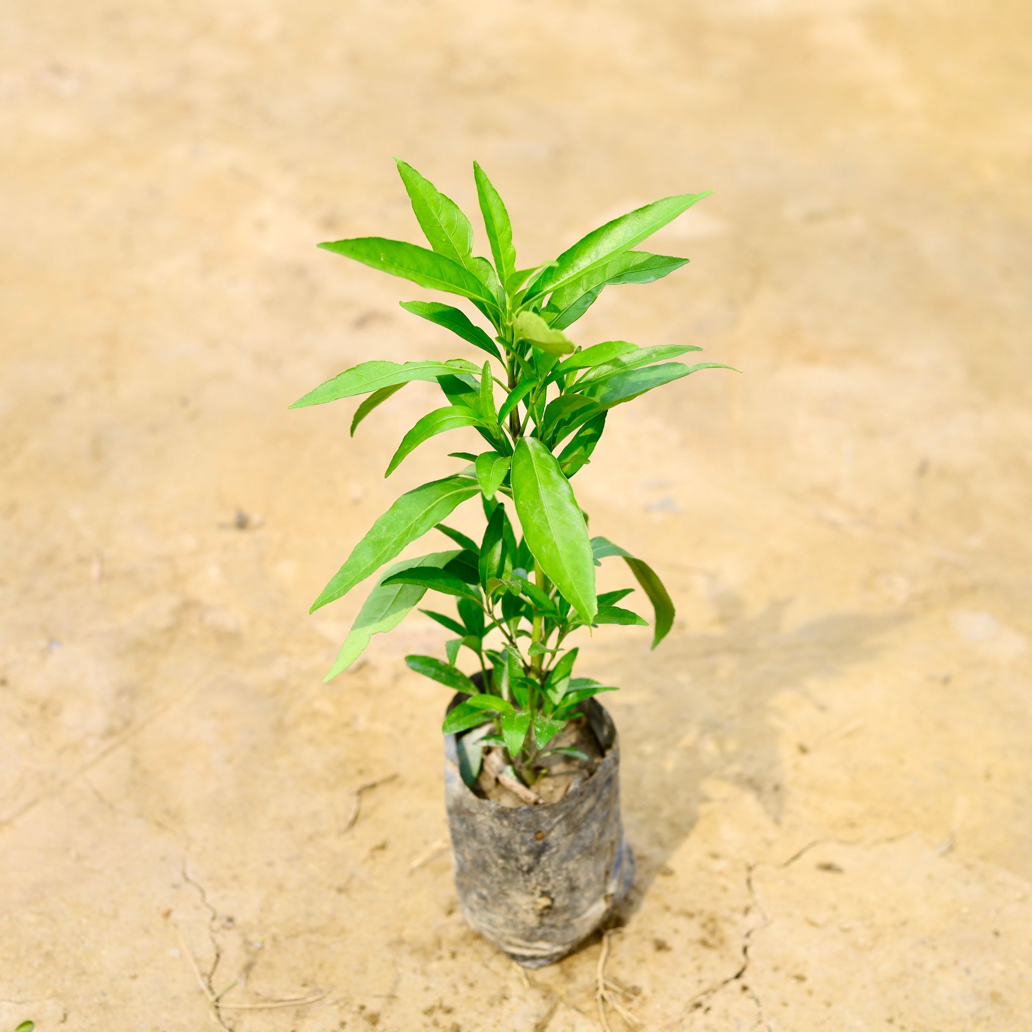 Sukh Shanti in 4 Inch Nursery Bag