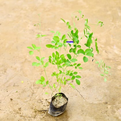 Buy Aparajita / Asian Pigeonwings Blue in 4 Inch Nursery Bag Online | Urvann.com