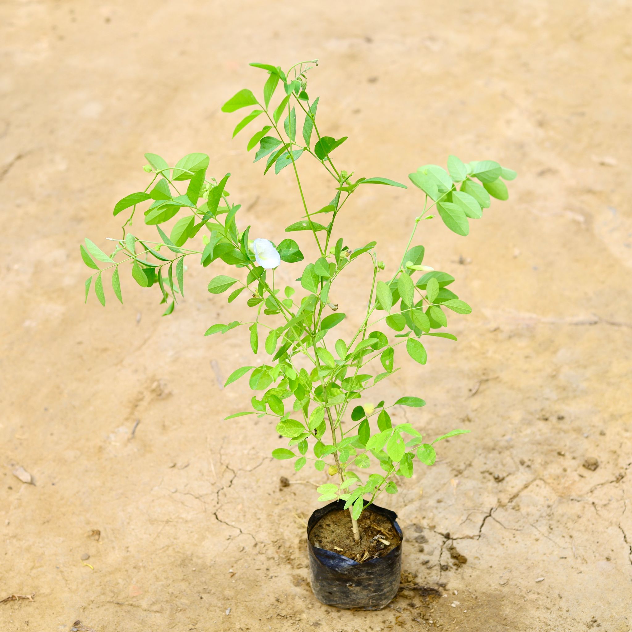 Aparajita / Asian Pigeonwings White in 4 Inch Nursery Bag