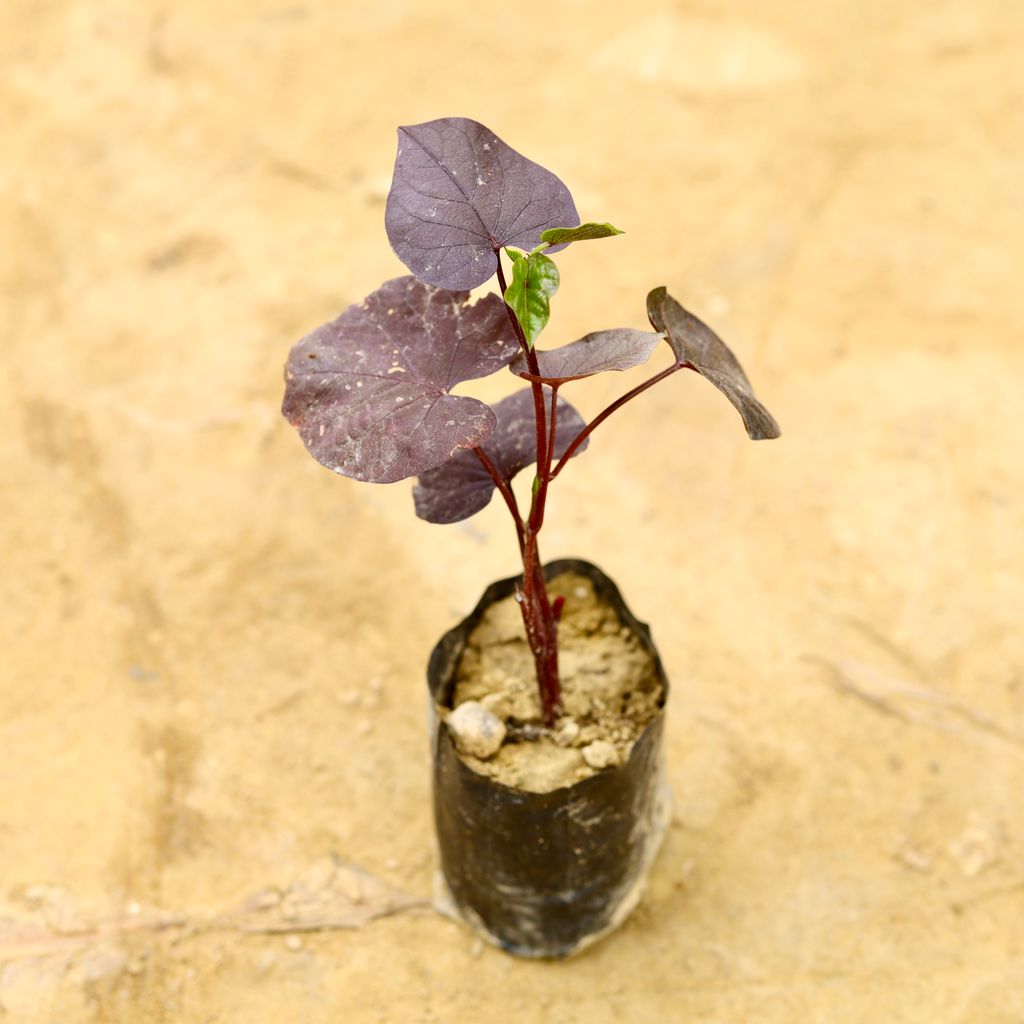Buy Ipomoea / Sweet Potato Vine Black in 4 Inch Nursery Bag Online | Urvann.com Ipomoea / Sweet Potato Vine Black in 4 Inch Nursery Bag