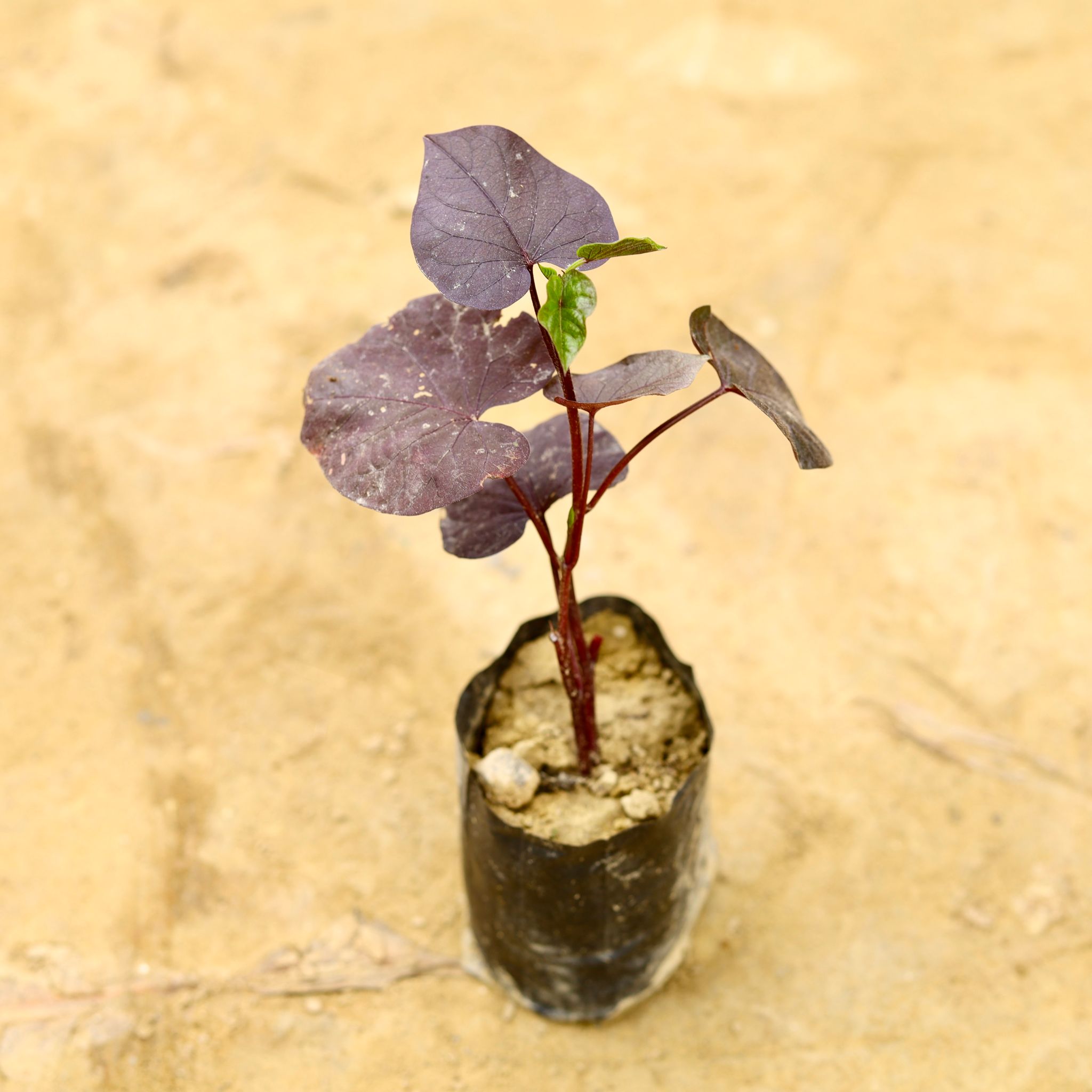 Ipomoea / Sweet Potato Vine Black in 4 Inch Nursery Bag