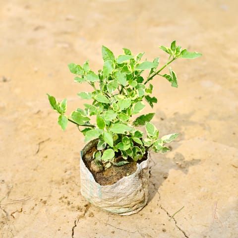 Chinese violet / Asystasia in 4 Inch Nursery Bag