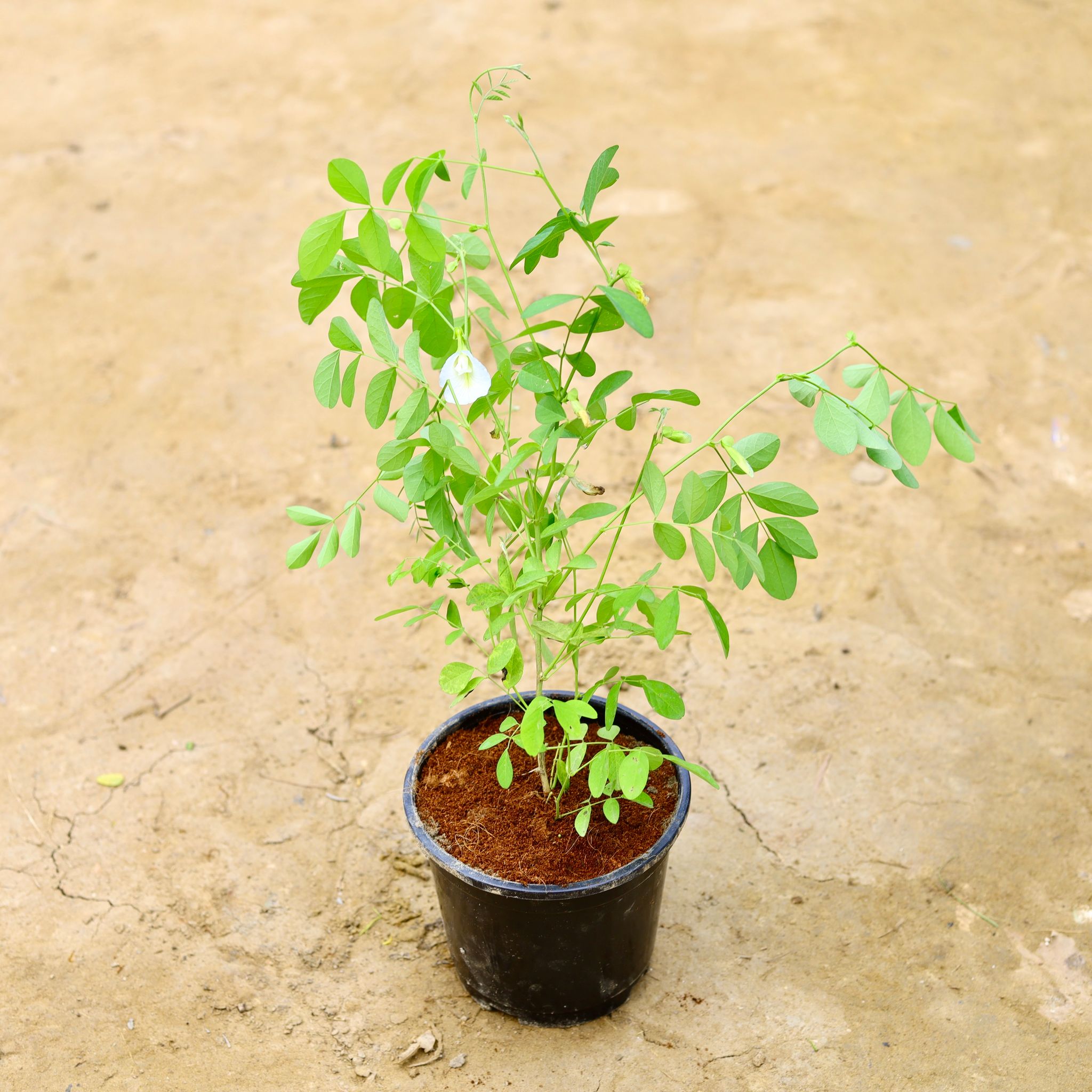 Aparajita / Asian Pigeonwings White in 6 Inch Nursery Pot