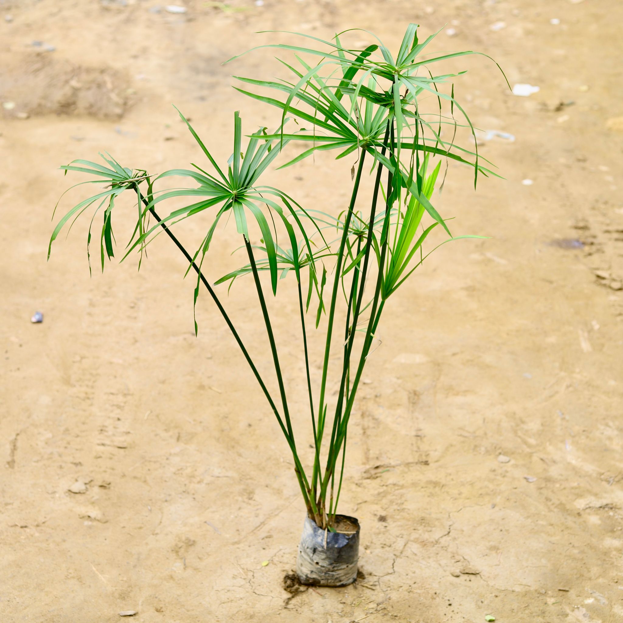 Umbrella Palm in 4 Inch Nursery Bag