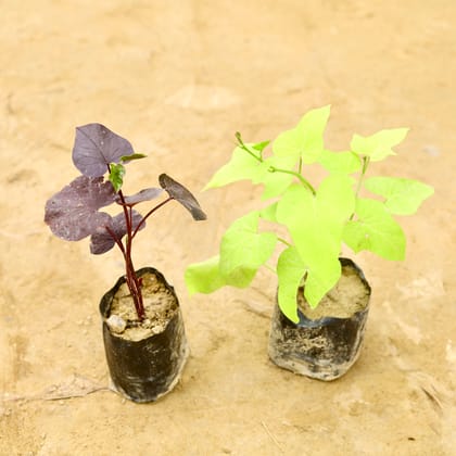 Buy Set Of 2 - Ipomoea / Sweet Potato Vine Black & Golden in 4 Inch Nursery Bag Online | Urvann.com