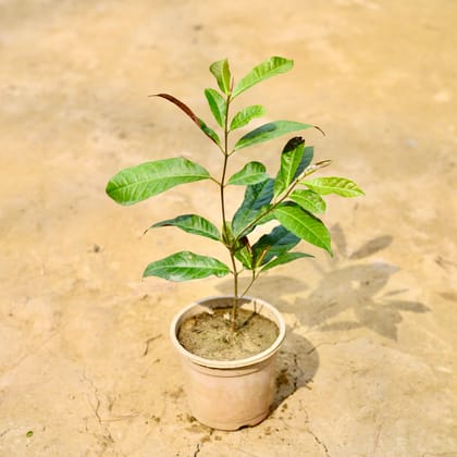 Buy Laila Majnu / Excoecaria Bicolor in 5 Inch Nursery Pot Online | Urvann.com