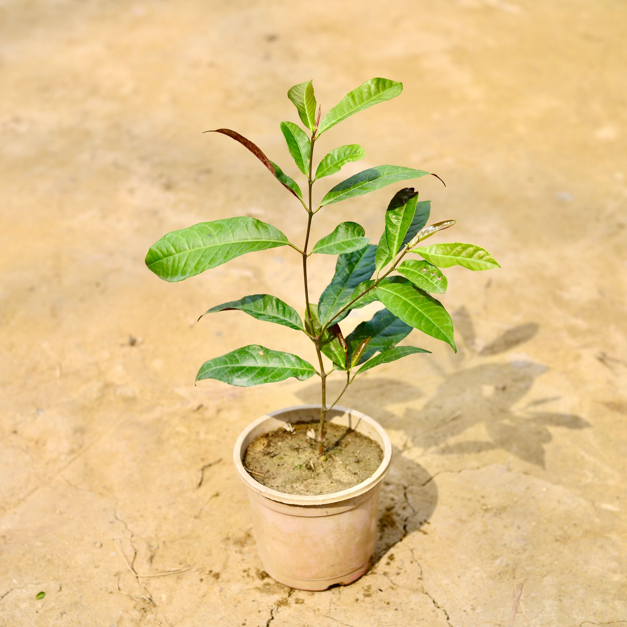 Laila Majnu / Excoecaria Bicolor in 5 Inch Nursery Pot