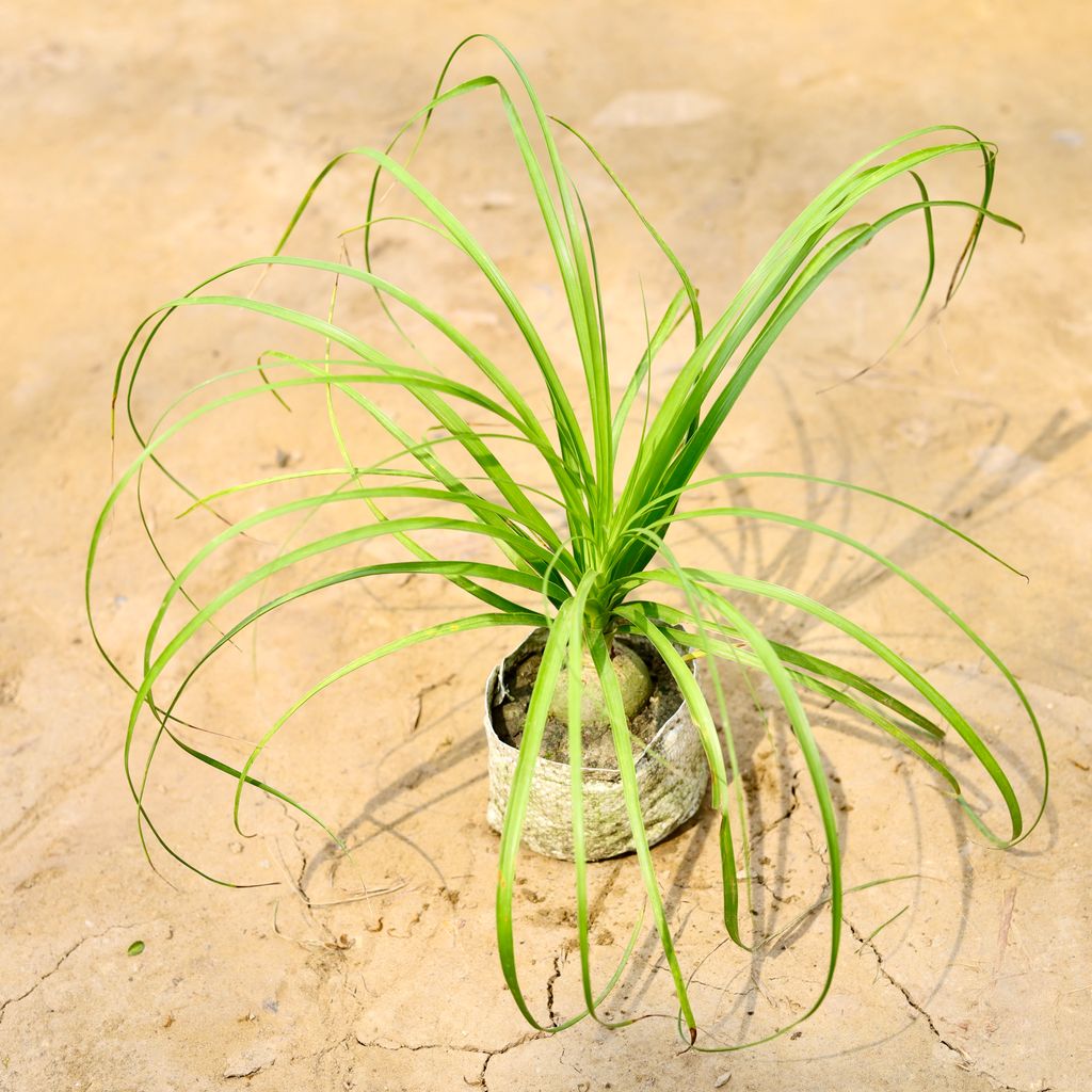 Buy Nolina / Lolina Palm in 4 Inch Nursery Bag Online | Urvann.com Nolina / Lolina Palm in 4 Inch Nursery Bag