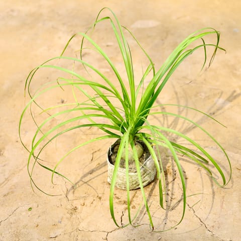 Nolina / Lolina Palm in 5 Inch Nursery Bag