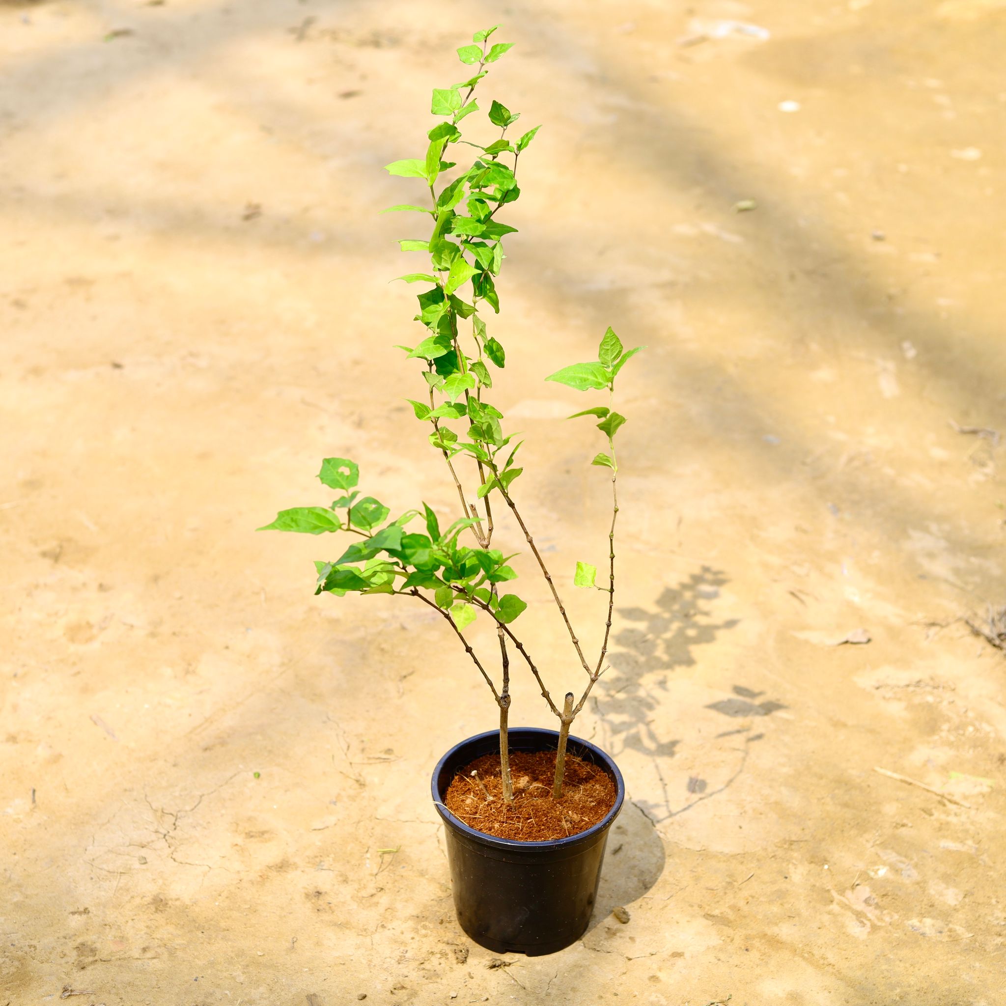 Thunbergia / Bush Clock Vine/ Neelkanth Bue in 6 Inch Nursery Pot