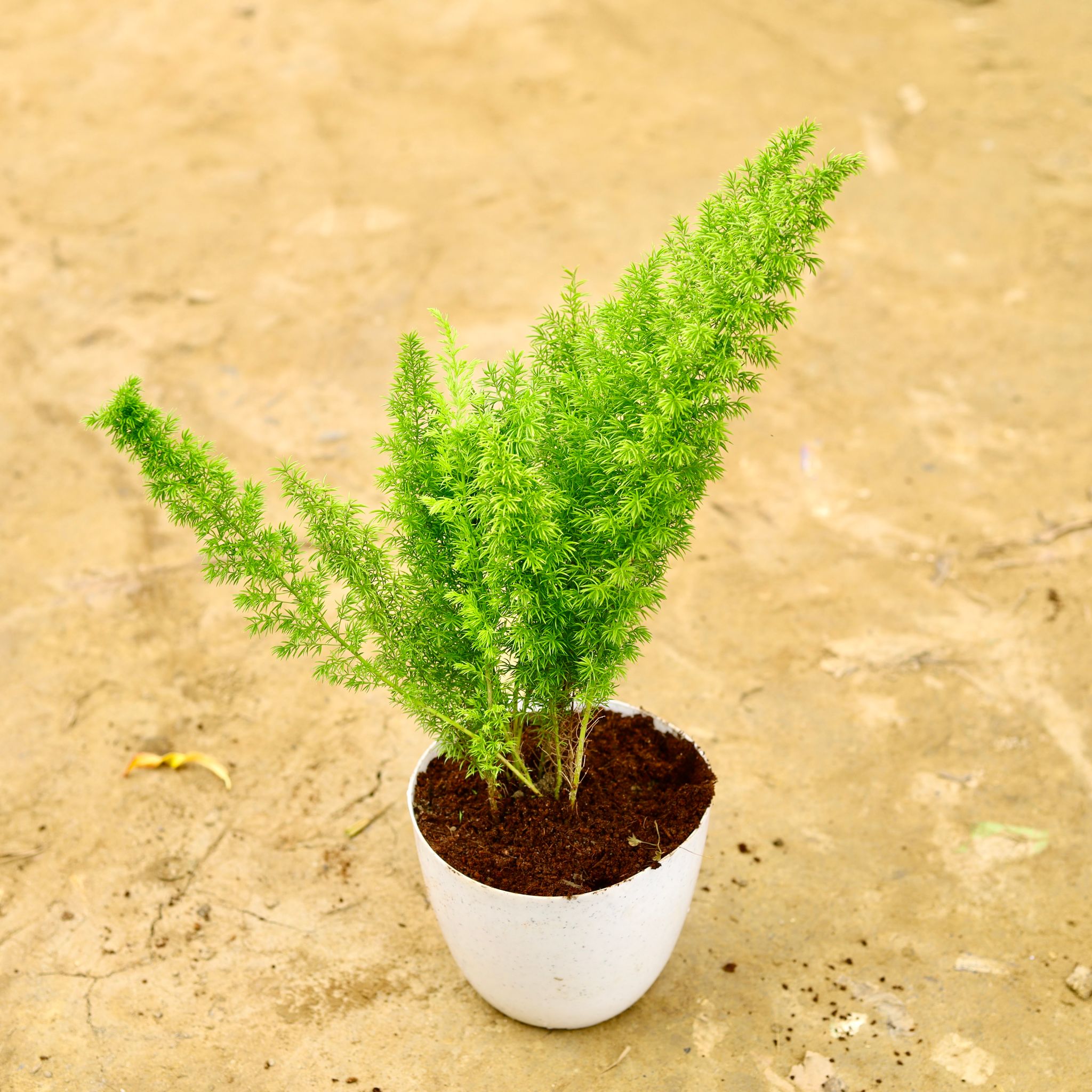 Asparagus Mary in 6 Inch White Premium Orchid Round Plastic Pot