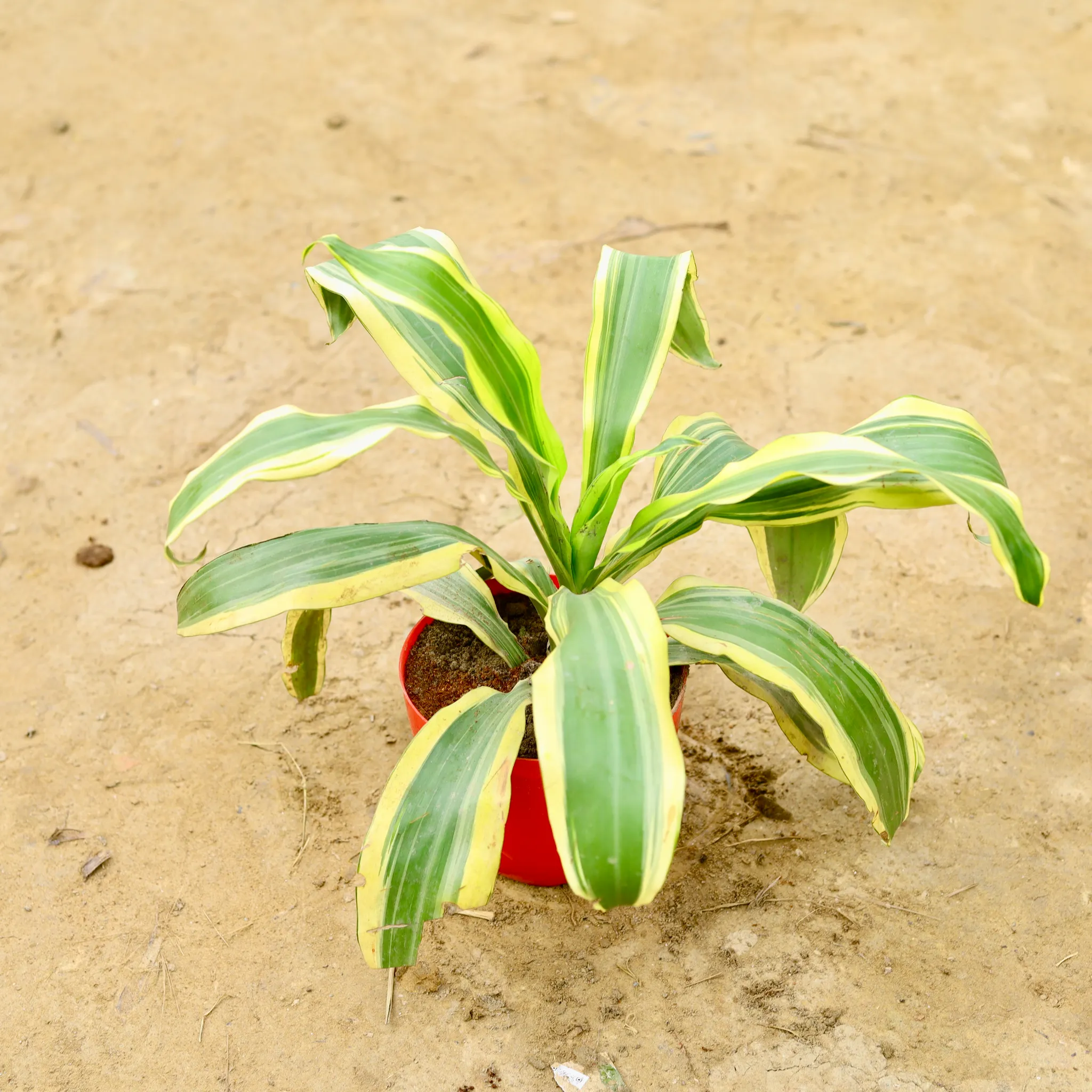 Dracaena Victoria in 6 Inch Red Premium Orchid Round Plastic Pot