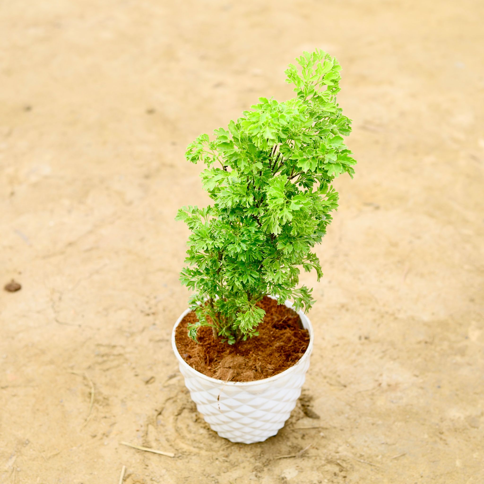 Aralia Green in 6 Inch White Diamond Plastic Pot