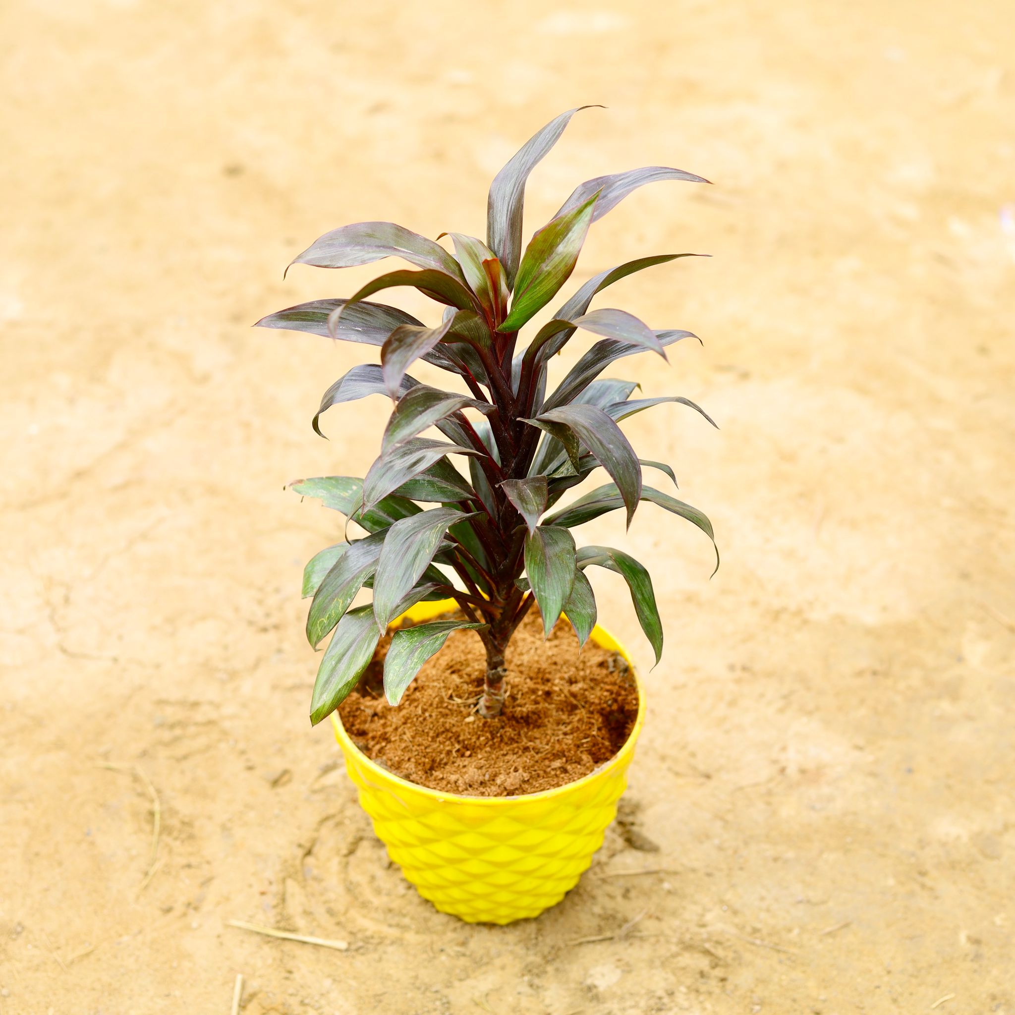 Dracaena Baby Doll in 6 Inch Diamond Plastic Pot (any colour)