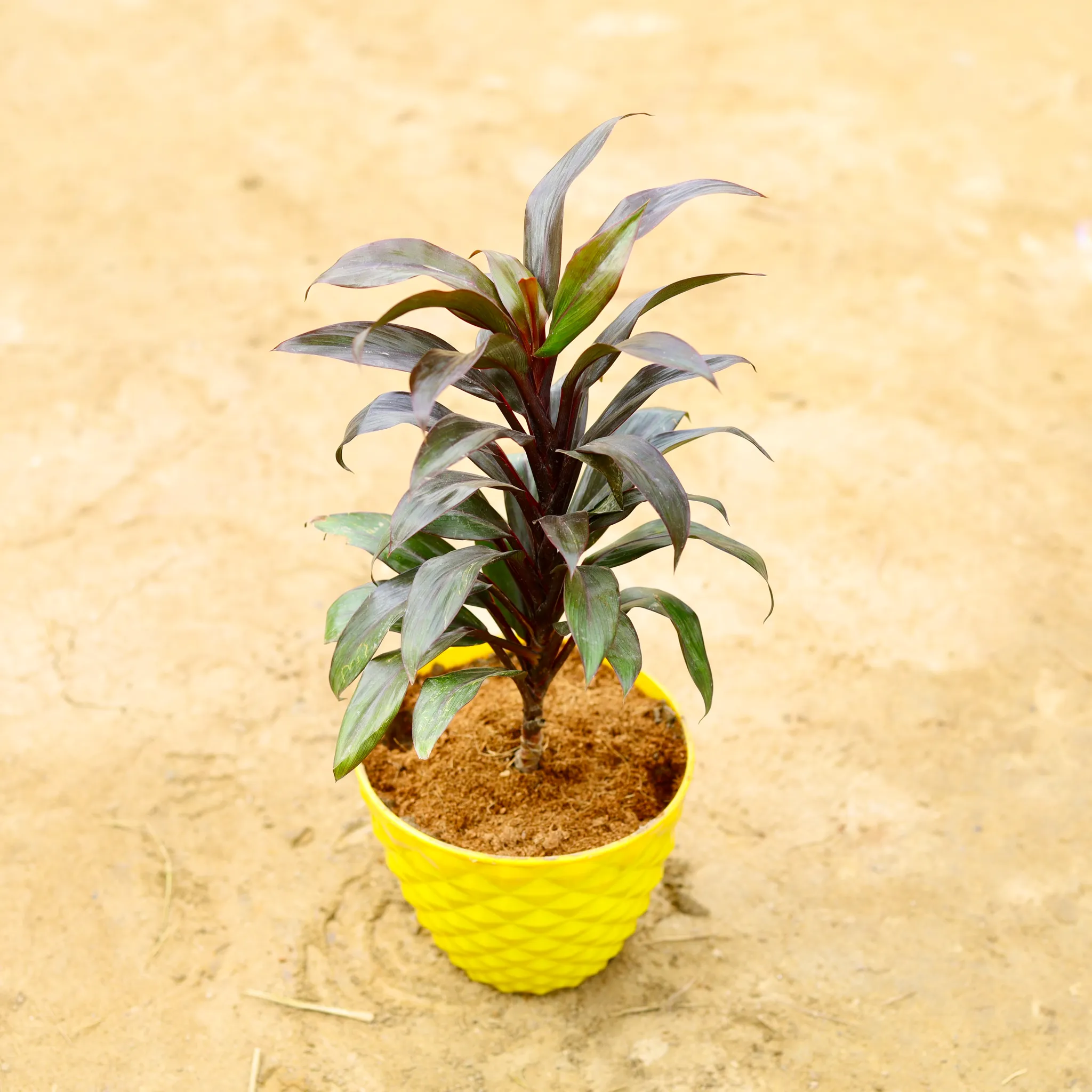 Dracaena Baby Doll in 6 Inch Diamond Plastic Pot (any colour)