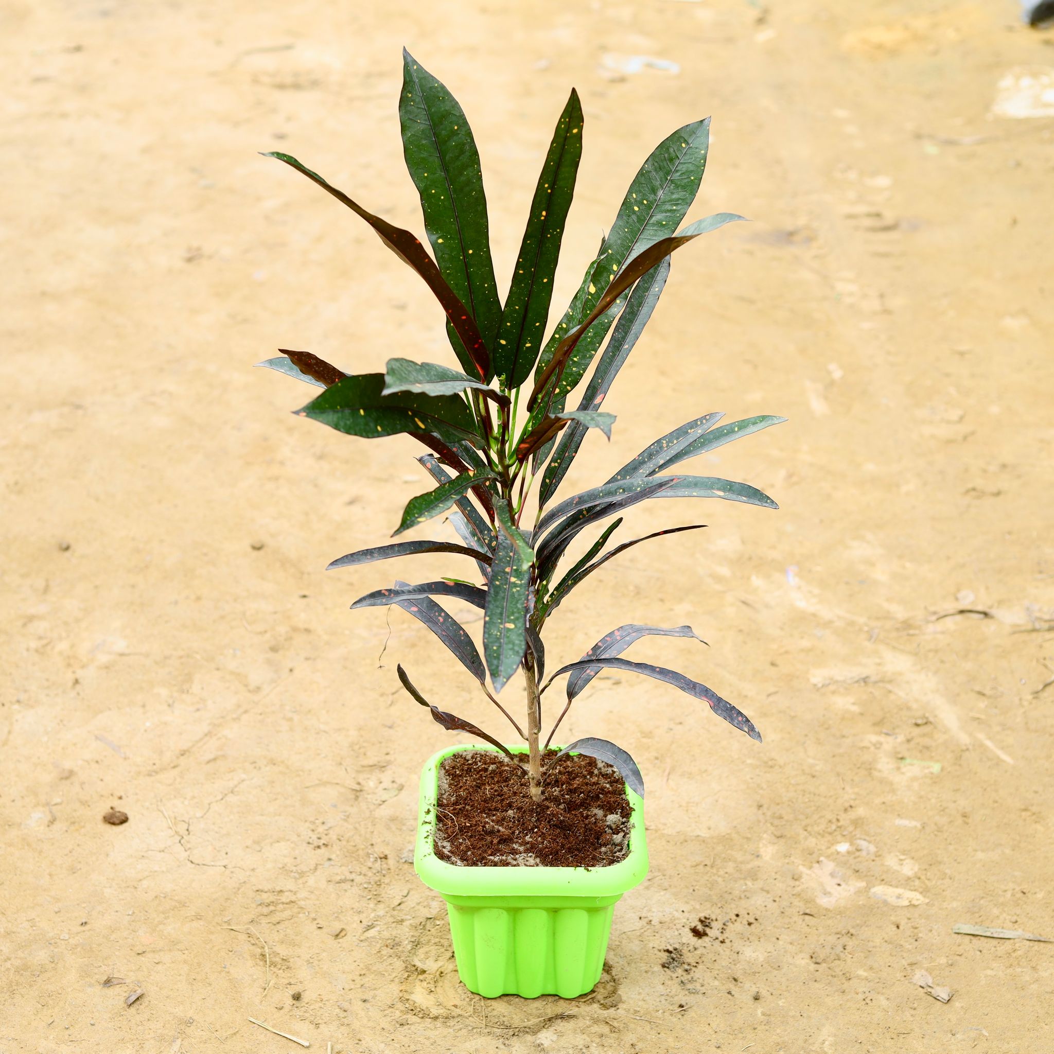 Croton Black Long Leaf in 6 Inch Heavy Square Plastic Pot (any colour)