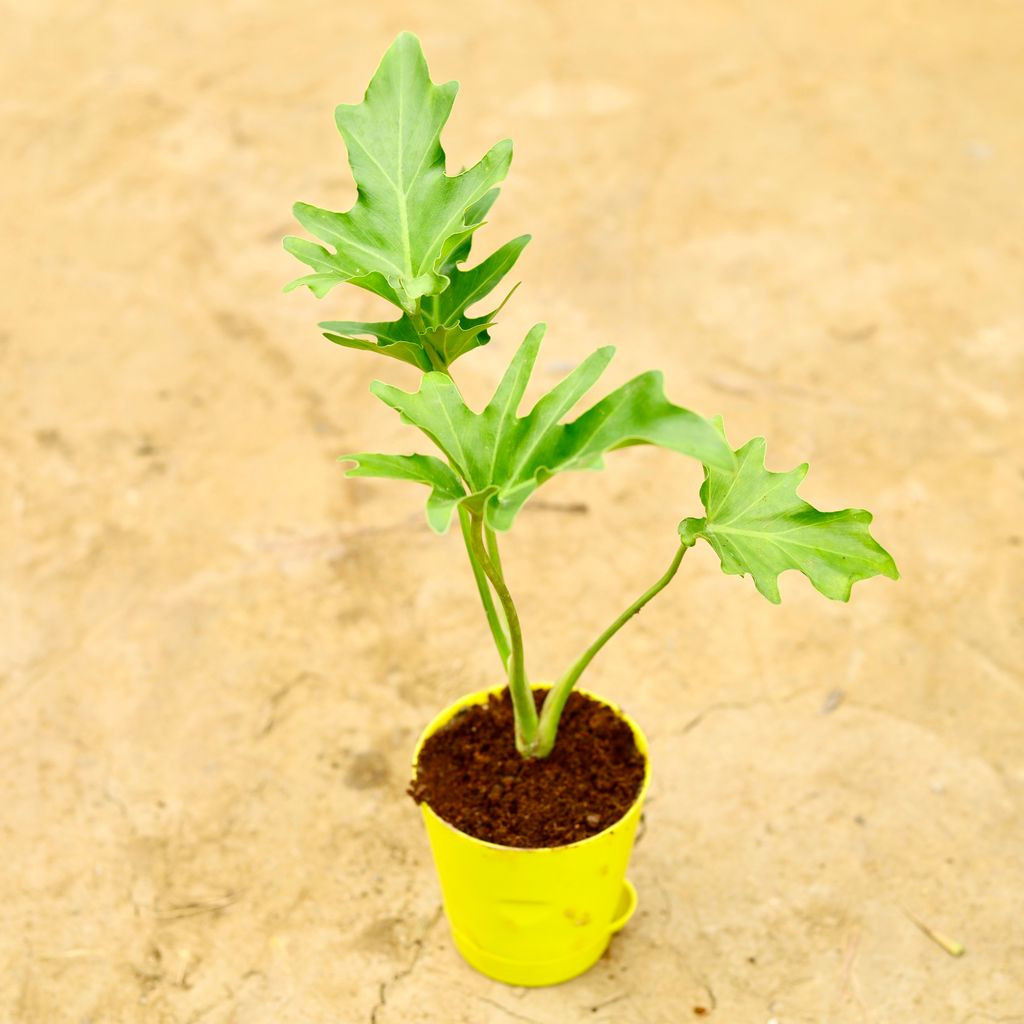 Philodendron Selloum in 4 Inch Yellow Florence Self Watering Pot