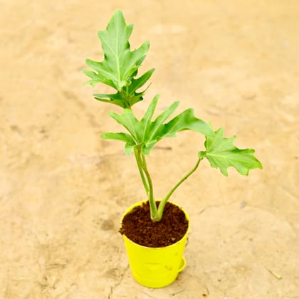 Buy Philodendron Selloum in 4 Inch Yellow Florence Self Watering Pot Online | Urvann.com