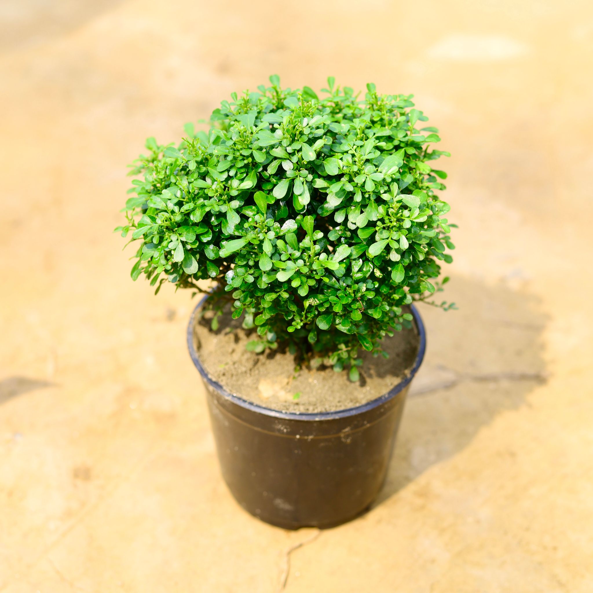 Table Kamini in 5 Inch Nursery Pot