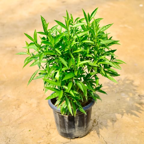 Sukh Shanti in 8 Inch Nursery Pot