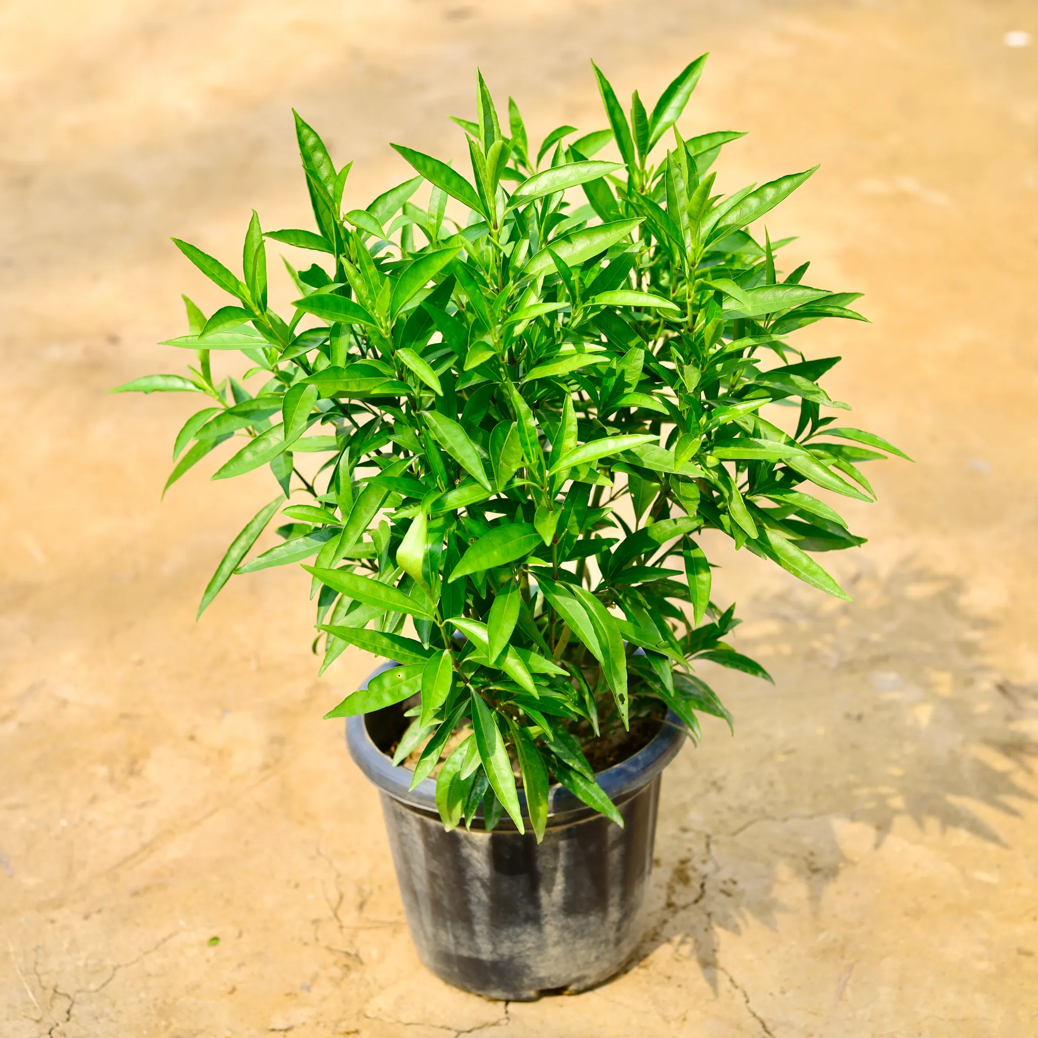 Sukh Shanti in 8 Inch Nursery Pot