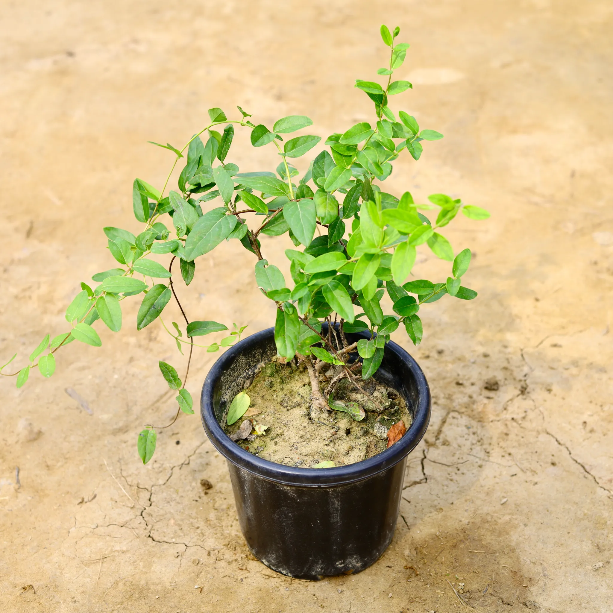 Japanese Honey Suckle Creeper / Scented Vine in 8 Inch Nursery Pot