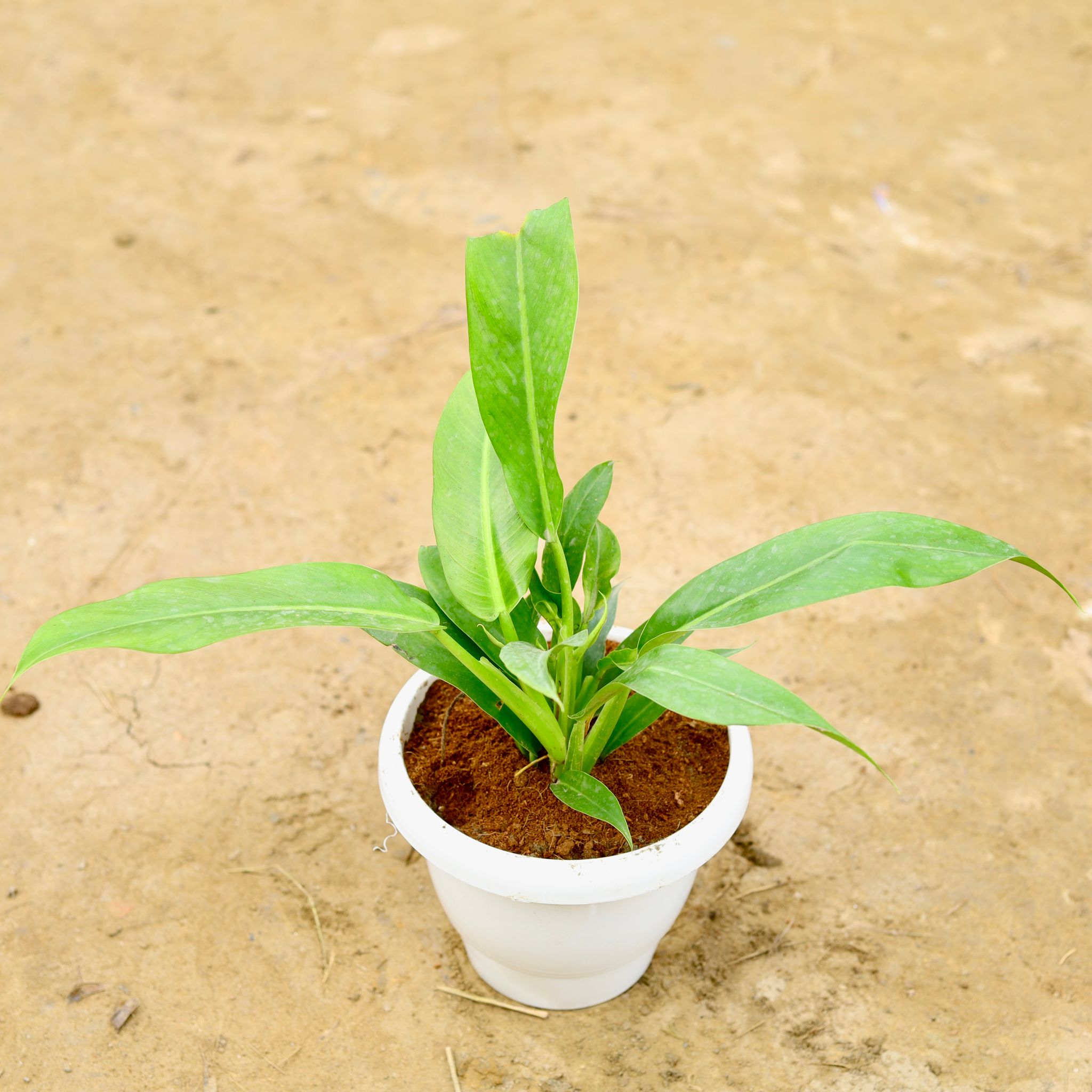 Philodendron Martiana in 8 Inch White Classy Plastic Pot