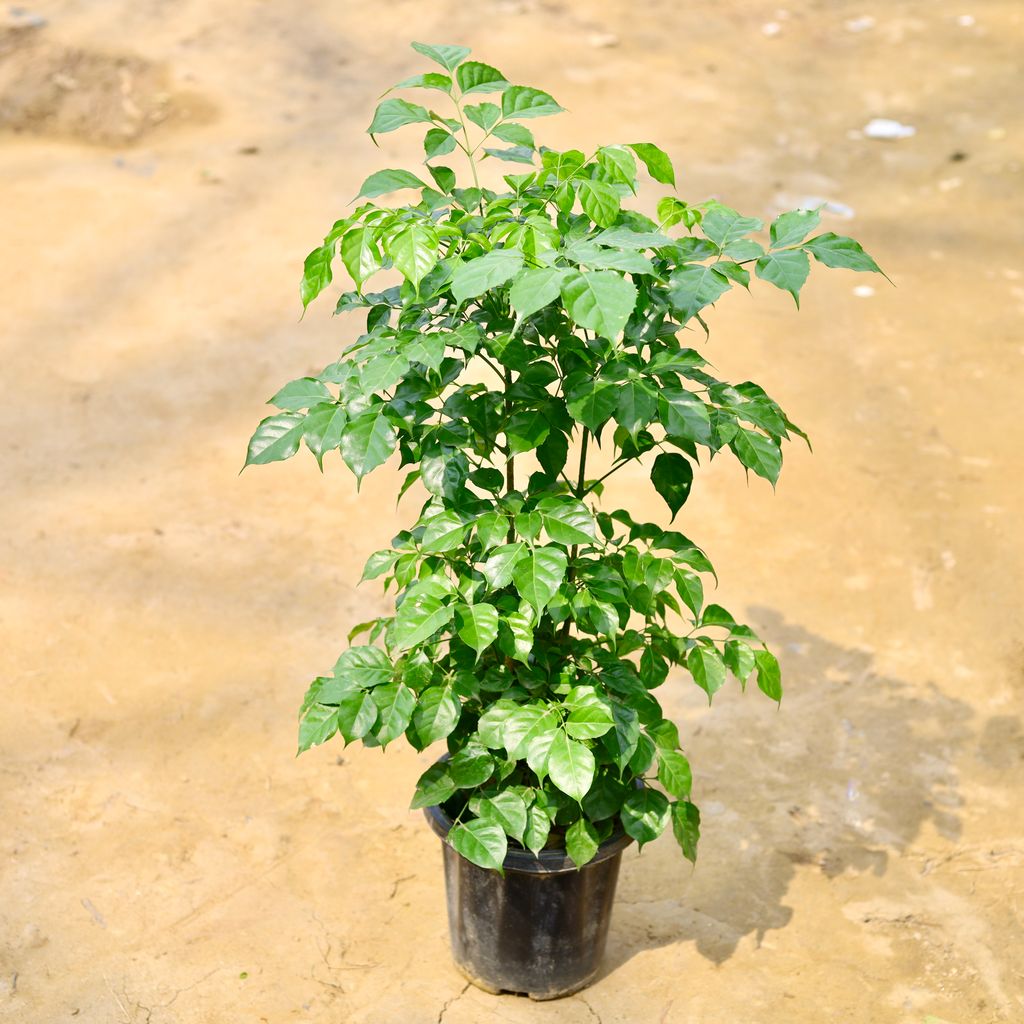Buy Radermachera / China Doll (~ 3 Ft) in 6 Inch Nursery Pot Online | Urvann.com Radermachera / China Doll Plant (~ 2.5-3 Ft) in 8 Inch Nursery Pot