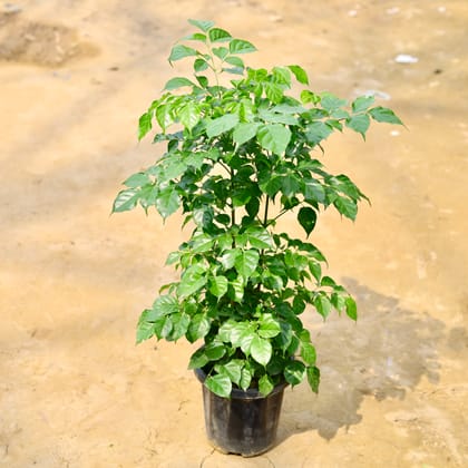 Buy Radermachera / China Doll (~ 3 Ft) in 6 Inch Nursery Pot Online | Urvann.com