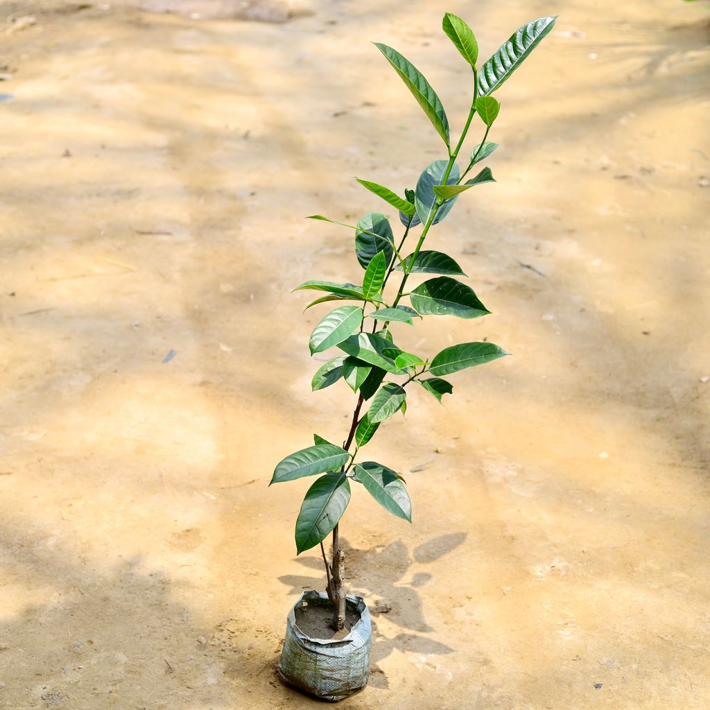 Buy Jack Fruit Grafted / Kathal Plant in 7 Inch Nursery Bag Online | Urvann.com Jack Fruit Grafted / Kathal Plant in 7 Inch Nursery Bag