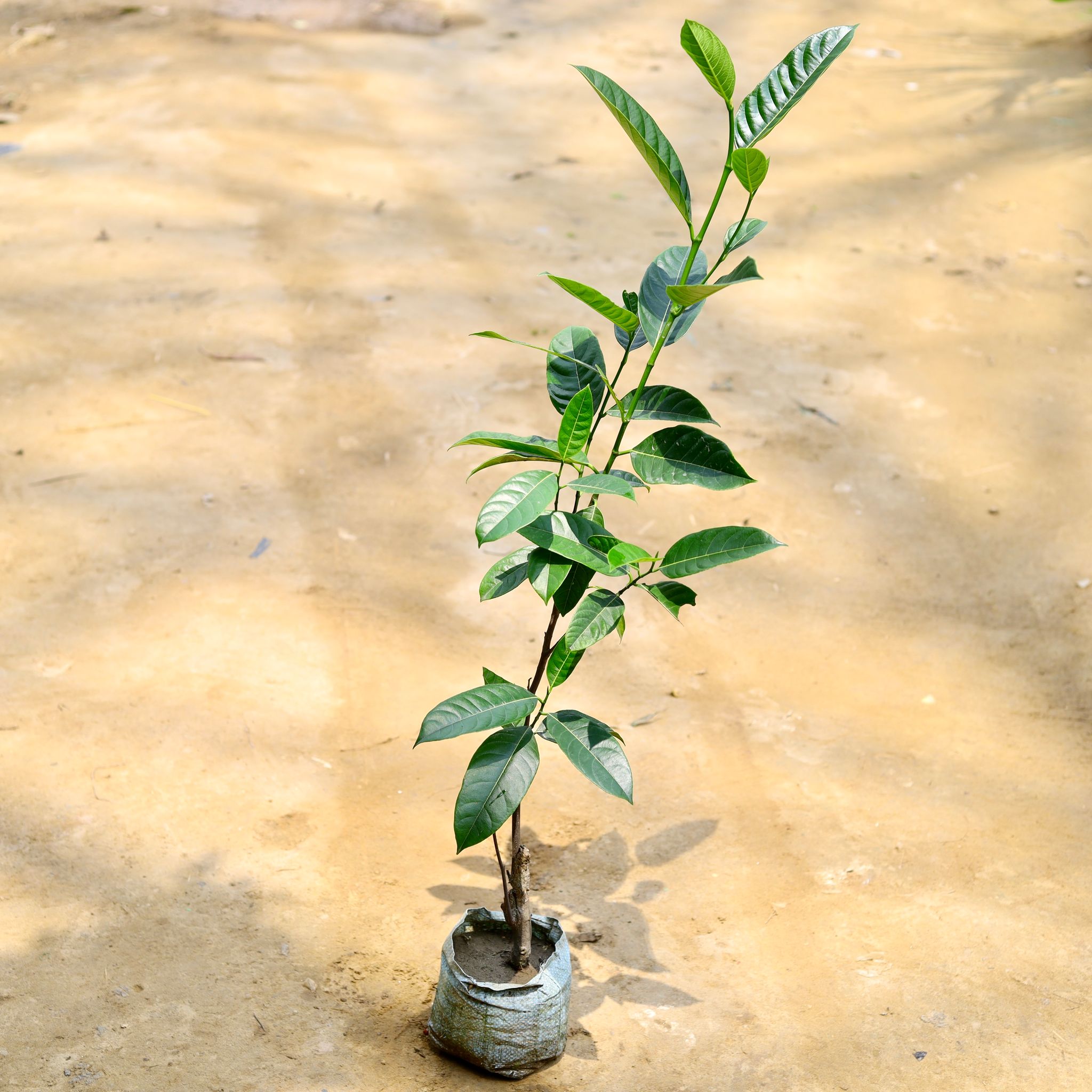 Jack Fruit Grafted / Kathal Plant in 7 Inch Nursery Bag