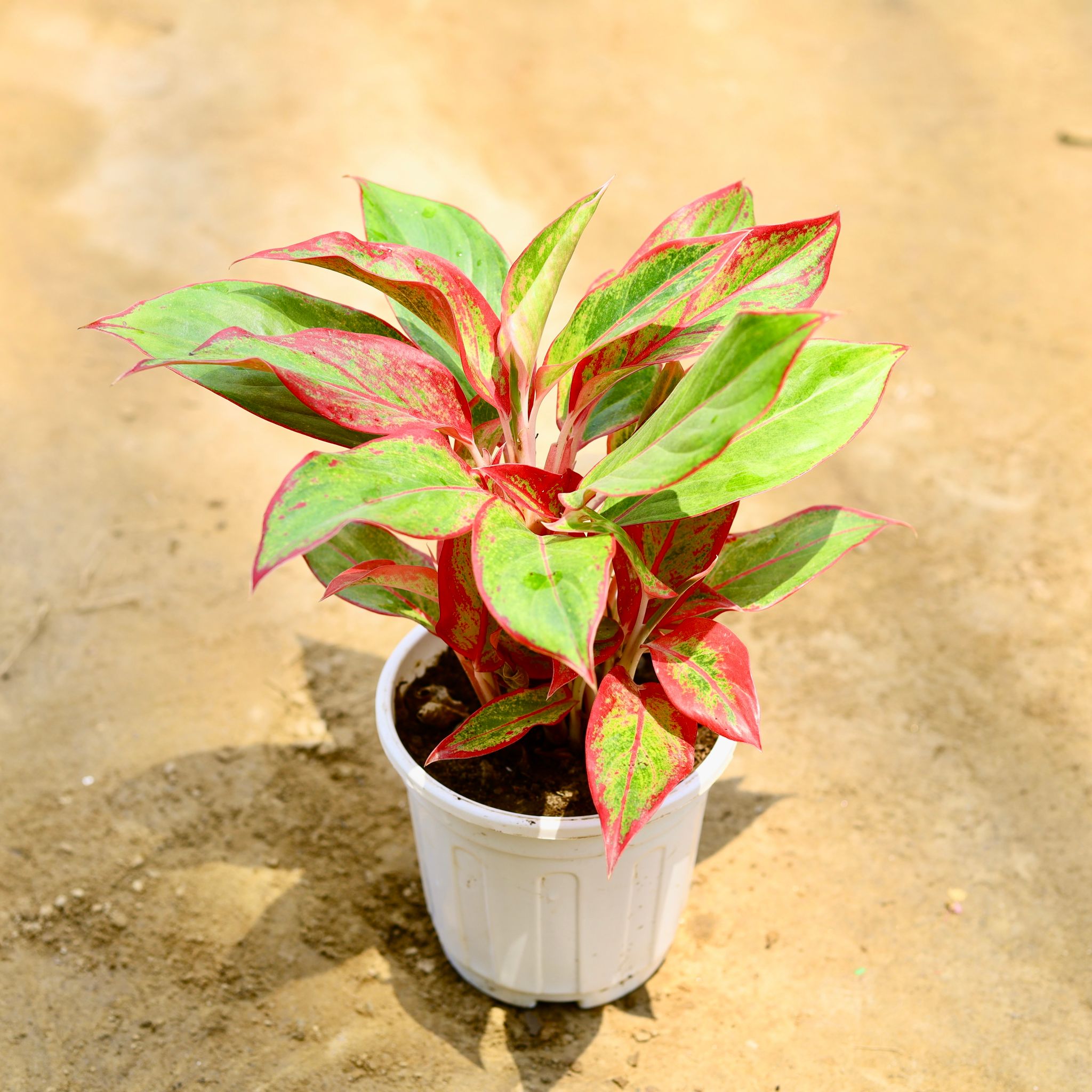 Aglaonema Lipstick multi stem in 6 Inch White Nursery Pot